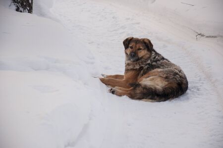 Home dog on the yard. Four-footed friend in the winter frost forest on the snow. Loyaltyの写真素材