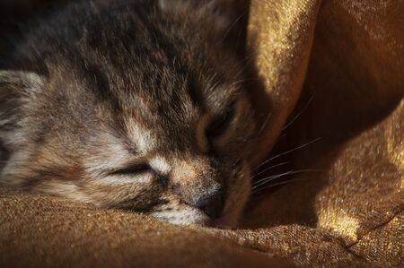 Beautiful tricolor kitten with blue eyes is sweetly laying on the gold bedcover and sleeping. Pet in the homeの写真素材