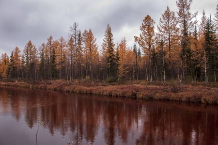 Brown river slow flowing across the brown and yellow forest with reflections of pines and trees in the water. Autumn on the north with dark blue sky aboveの写真素材