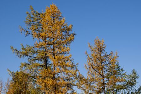 Autumn soft lands?ape with forest in green, yellow and brown colors. Trees of birch, larch, spruce, fir, pine and cedar. Gold autumn woodの写真素材