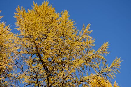 Autumn soft lands?ape with forest in green, yellow and brown colors. Trees of birch, larch, spruce,...