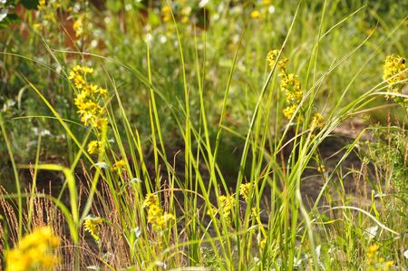 Yellow meadow wild flowers chamomiles and green grass