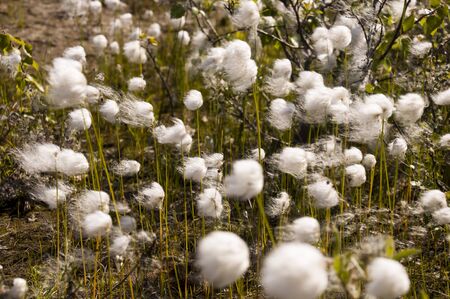 Cotton grass in the swamp on the green meadow. Marsh, bog, morass, fen, backwater, mire, slough ... Wild plants in summer northの写真素材