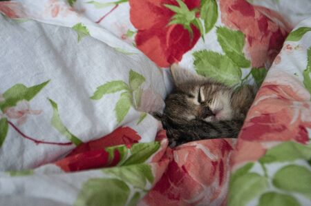 Beautiful tricolor kitten with blue eyes is sweetly laying on the bed with print of red roses and green leaves and sleeping. Pet in the homeの写真素材