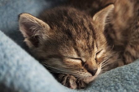 Beautiful tricolor kitten with blue eyes is sweetly laying on the blue bedcover and sleeping. Pet in the homeの写真素材