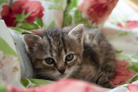 Beautiful tricolor kitten with blue eyes is sweetly laying on the bed with print of red roses and green leaves and sleeping. Pet in the homeの写真素材