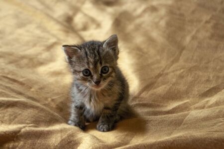 Beautiful tricolor kitten with blue eyes is sweetly laying on the gold bedcover and looking forward. Pet in the homeの写真素材