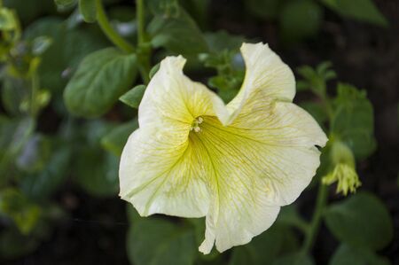 Tender white and yellow petunia flowers are blossom in the garden on the dark backgroundの写真素材