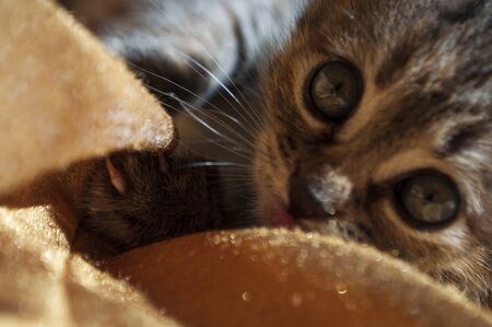 Beautiful tricolor kitten with blue eyes is sweetly laying on the gold bedcover and looking forward....