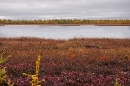 Blue river slow flowing across the fall forest with few trees such as pine and larch. Autumn on the north with blue sky above. Yellow, green, red and brown colorsの写真素材