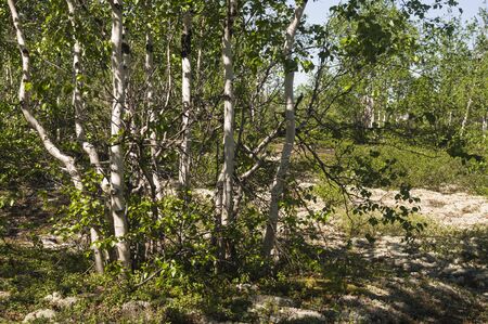 Birch grove and bright blue sky. Green trees in the summer forest. Travel on nature. Landscapes northの写真素材