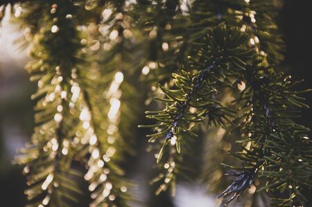 Green branch of fir-tree with tiny needles in the back light on the dark matte background. Brown cone of fir in the forest. Wild plantsの写真素材