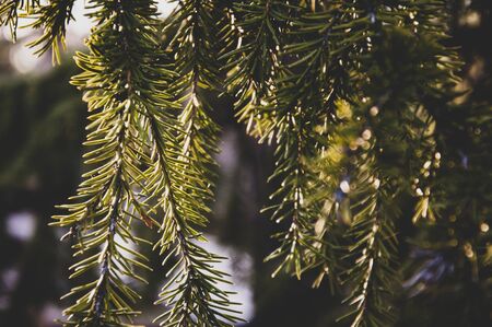 Green branch of fir-tree with tiny needles in the back light on the dark matte background. Brown cone of fir in the forest. Wild plantsの写真素材