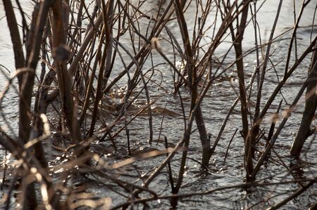 Deep blue river flow across a forest. Brown twigs of the trees grow in it. Light of a sun is...