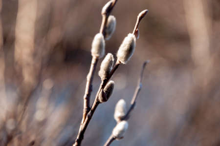 Branch of pussy-willow tree with tiny fluffy blossom catkin in early spring in the back light of a...