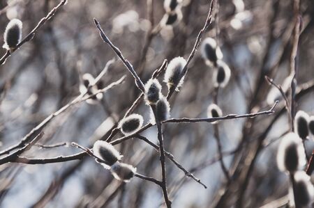 Branch of pussy-willow tree with tiny fluffy blossom catkin in early spring in the back light of a sun on the dark background. Easter in brown colorsの写真素材