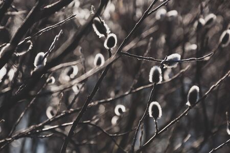 Branch of pussy-willow tree with tiny fluffy blossom catkin in early spring in the back light of a...