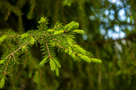 Green branch of larch with tiny leaves on the blue and brown background. Brown cone of larch. Wild plants in springの写真素材