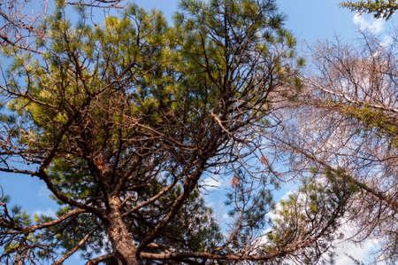 Green forest with pines and spruces with big needles on the background with blue sky. Bright summer day. Bottom view of tree crownsの写真素材