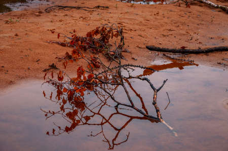 Twig of birch with dry brown leaves and its reflections in the water of puddle. Dark yellow sand on...