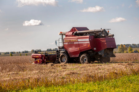 Sverdlovsk region, Ural, Russia. September 28, 2020. Combine harvester harvests wheat. Trees and...