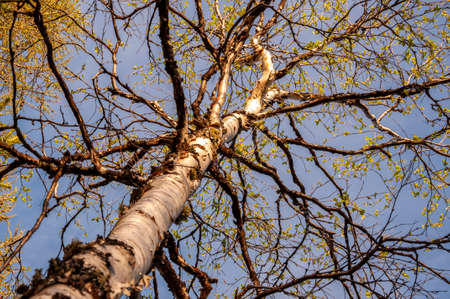 Branch of birch with light green leaves on the background with tender blue sky. Bottom view. Season...