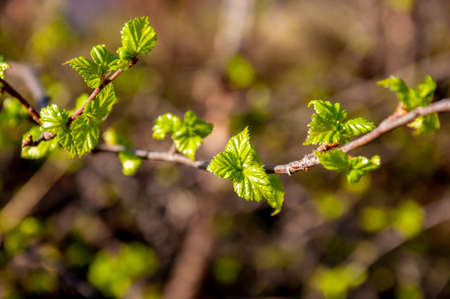 Branch of tree with light green little leaves on the tender blurred background. Bottom view. Season...