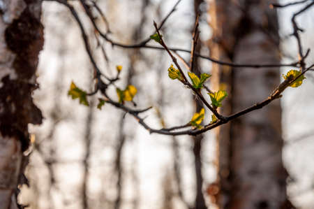 Branch of tree with light green little leaves on the tender blurred background. Bottom view. Season early springの写真素材