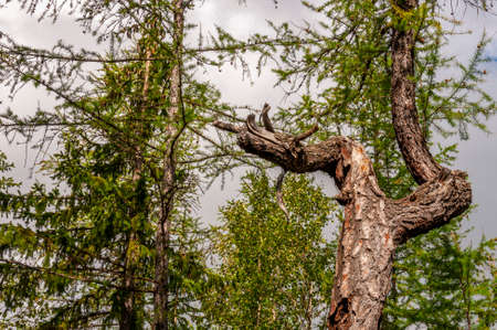 Old trunk of larch with tiny needles on the blue background of gray sky. Wild plants in the forestの写真素材