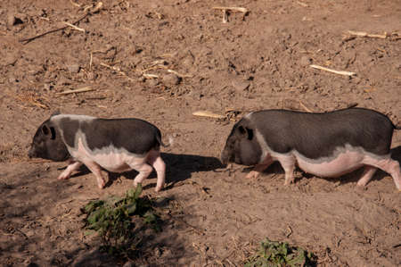 The pigs are pasturing on the farm, care of household pets. Warm summer and hard agrarian work in...
