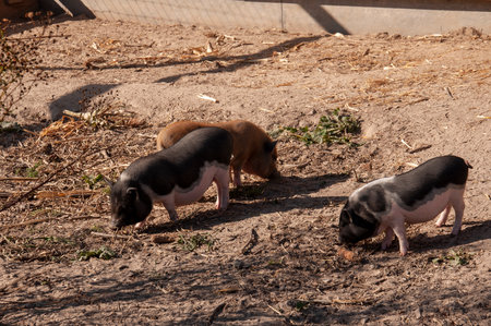 The pigs are pasturing on the farm, care of household pets. Warm summer and hard agrarian work in provincesの写真素材