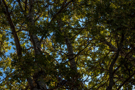 Poplar trees on the background of light blue sky. warm summer