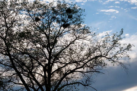 Silhouette of the aspen tree with black leaves on the background of light blue sky. warm autumnの写真素材