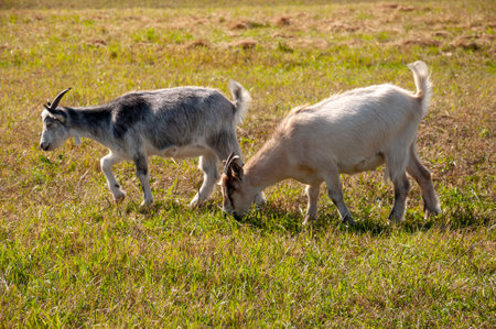 The goats are pasturing on the farm, care of household pets. Warm summer and hard agrarian work in provincesの写真素材