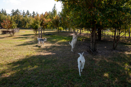 The goats are pasturing on the farm, care of household pets. Warm summer and hard agrarian work in provincesの写真素材