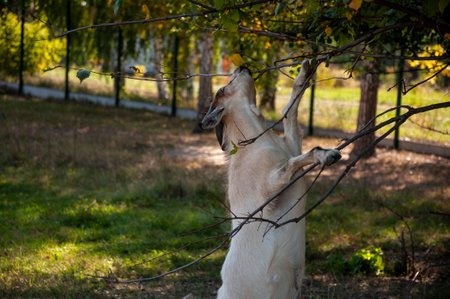 The goats are pasturing on the farm, care of household pets. Warm summer and hard agrarian work in provincesの写真素材