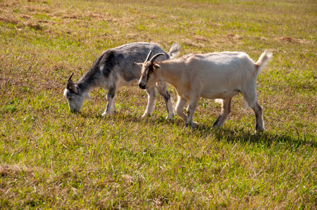 The goats are pasturing on the farm, care of household pets. Warm summer and hard agrarian work in provincesの写真素材