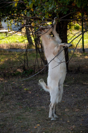The goats are pasturing on the farm, care of household pets. Warm summer and hard agrarian work in provincesの写真素材