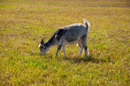 The goats are pasturing on the farm, care of household pets. Warm summer and hard agrarian work in provincesの写真素材