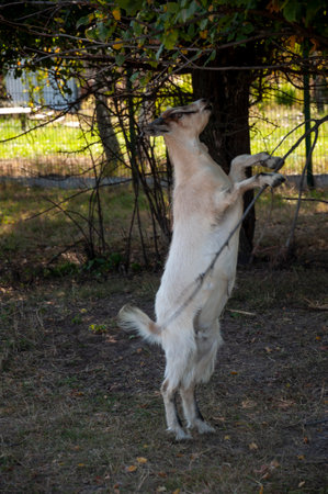 The goats are pasturing on the farm, care of household pets. Warm summer and hard agrarian work in provincesの写真素材