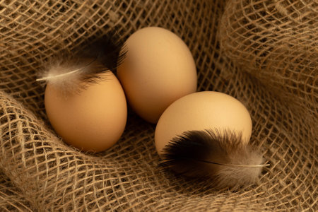 Chicken eggs with feathers in a sack close-upの写真素材