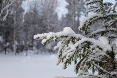 Branches of green spruce covered with white fluffy snow in winter forestの写真素材