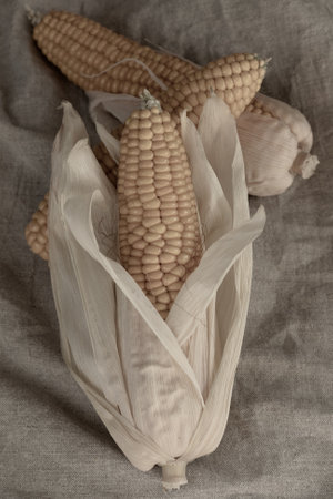 Fresh corn on the cob on sackcloth background. Toned.