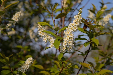 Flowers of bird cherry (Prunus padus) in spring
