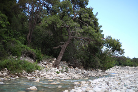 Pine tree on the bank of a mountain river in Turkey.の写真素材