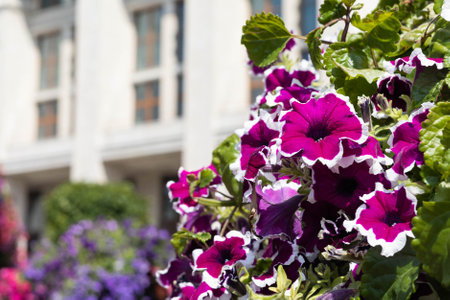 purple and pink petunia flowers in front of a white buildingの写真素材