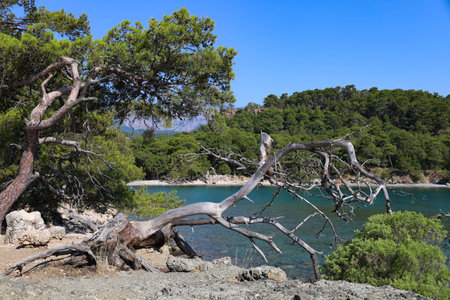 Pine tree on the coast, Phaselisの写真素材