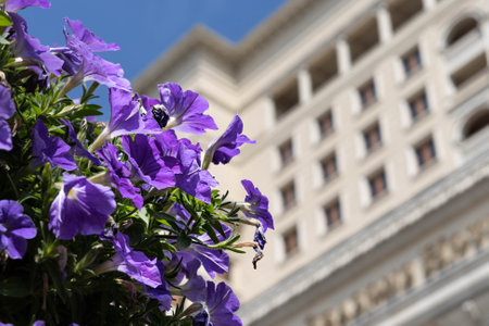 Flowers in front of a white building in the city.の写真素材