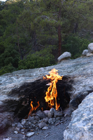 Burning fire in the forest on Mount Chimera (Chiraly village). Close-up.の写真素材