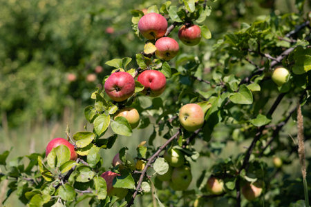 Ripe apples on apple tree branch in orchard, ready for harvestの写真素材